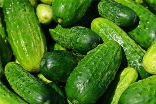 梦见摘瓜还吃瓜,摘瓜与食瓜的奇幻之旅