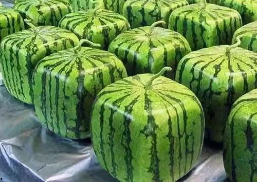 多国吃瓜,多元文化中的娱乐与社交现象解析