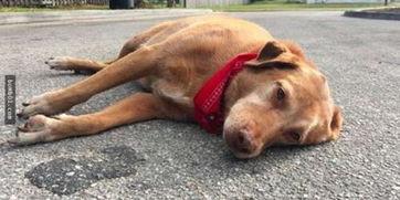 狗吃瓜被撞,引发网友热议