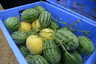 月亮湾吃瓜群,揭秘网络社交圈的趣味与争议