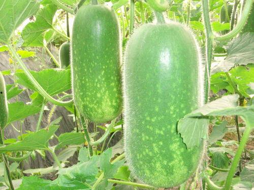 陈cc吃大瓜,揭秘娱乐圈幕后真相