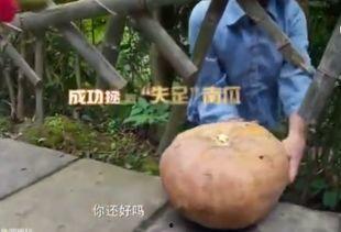 neinei专业吃瓜,专业吃瓜达人带你领略娱乐圈风云变幻