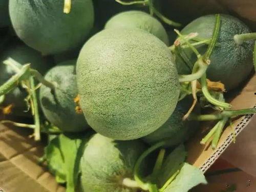 斗门居委吃瓜,邻里共享欢乐时光