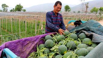 大鳌镇吃瓜,瓜果飘香，品味田园生活