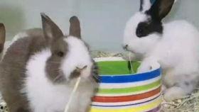 虎牙晴小兔吃瓜